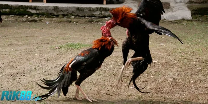 2 bẫy người chơi mới thường gặp