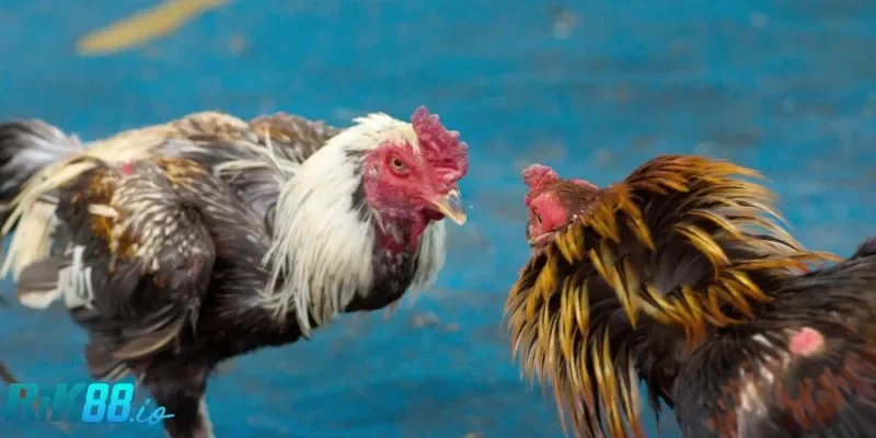 Hiểu rõ về việc chọn gà đá online tại RIK88