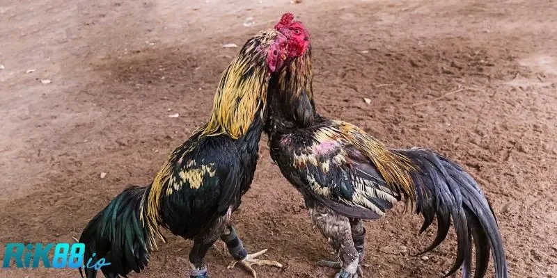 Sức bền của gà đóng vai trò quan trọng hơn tất cả