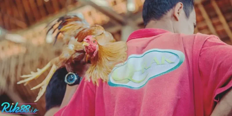 3 điểm sáng tại sảnh đá gà RIK88