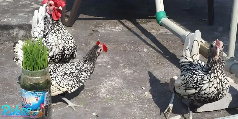 Top 3 dòng gà Mỹ đáng chọn nhất